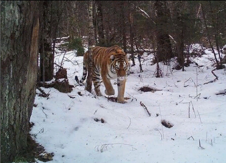 В амурском заксобрании обсудили меры по охране краснокнижного тигра