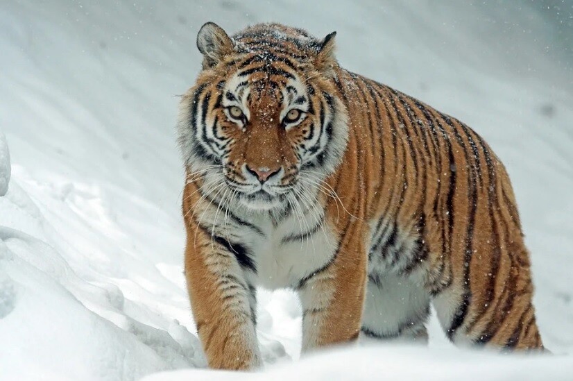 В Амурской области проведут учёт тигров