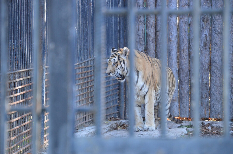 В Хабаровском крае умер 18-летний амурский тигр Бархат