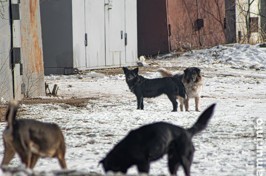Амурские зоозащитники рассказали, что в Марково травят собак