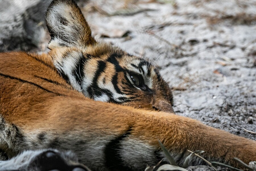 В Приморье нашли расстрелянного тигрёнка