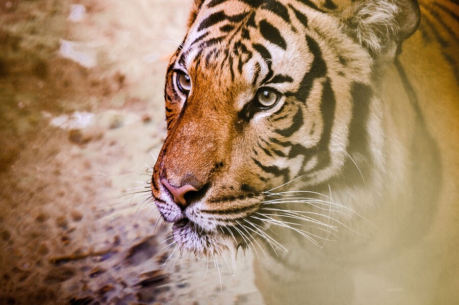 Жители Приморья сняли на видео встречу с амурским тигром