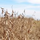 Несмотря на паводок в Амурской области в 2021 году урожайность оказалась выше