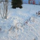 Посетители ледового городка в Благовещенске вытаптывают живую изгородь