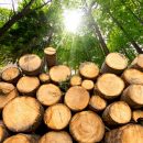 Экспорт круглого леса с Дальнего Востока должно заменить перерабатывающее производство
