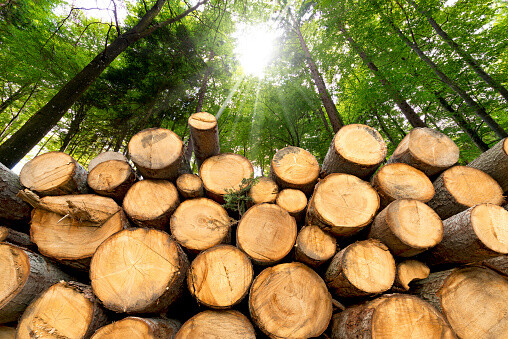 Экспорт круглого леса с Дальнего Востока должно заменить перерабатывающее производство