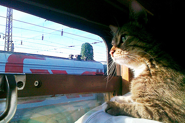 Перевозка животных в поезде
