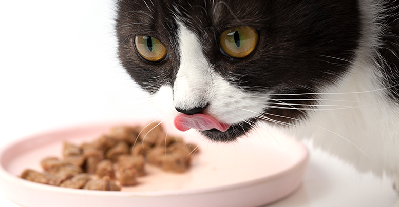 Идеальный корм для кошек: забота о здоровье и благополучии вашего питомца