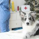 Ветеринария на дому: новый взгляд на уход за питомцами