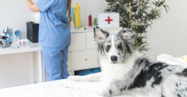 Ветеринария на дому: новый взгляд на уход за питомцами