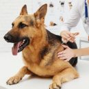 Ветеринарные услуги на дому: новая эра заботы