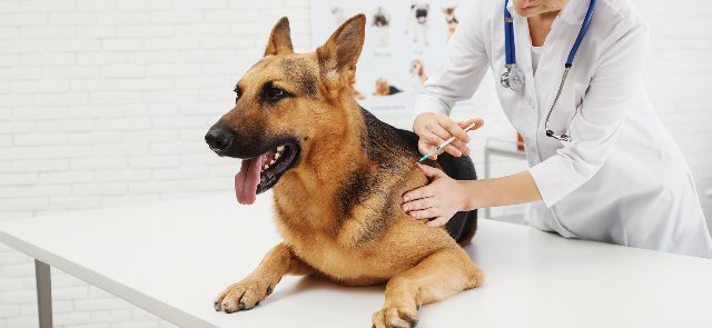 Ветеринарные услуги на дому: новая эра заботы
